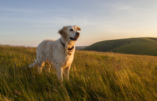 dog-field